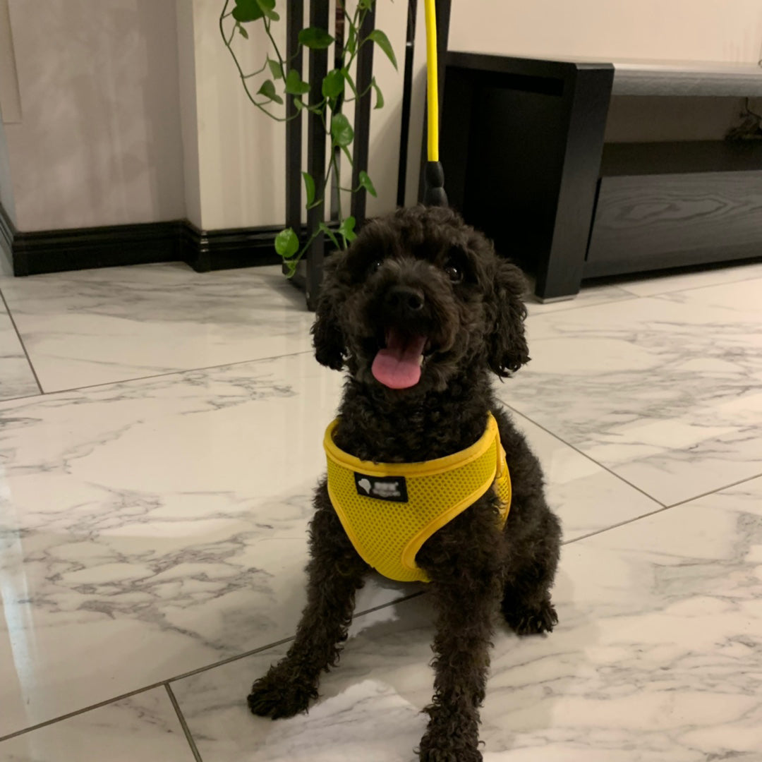 Harness & Leash Set