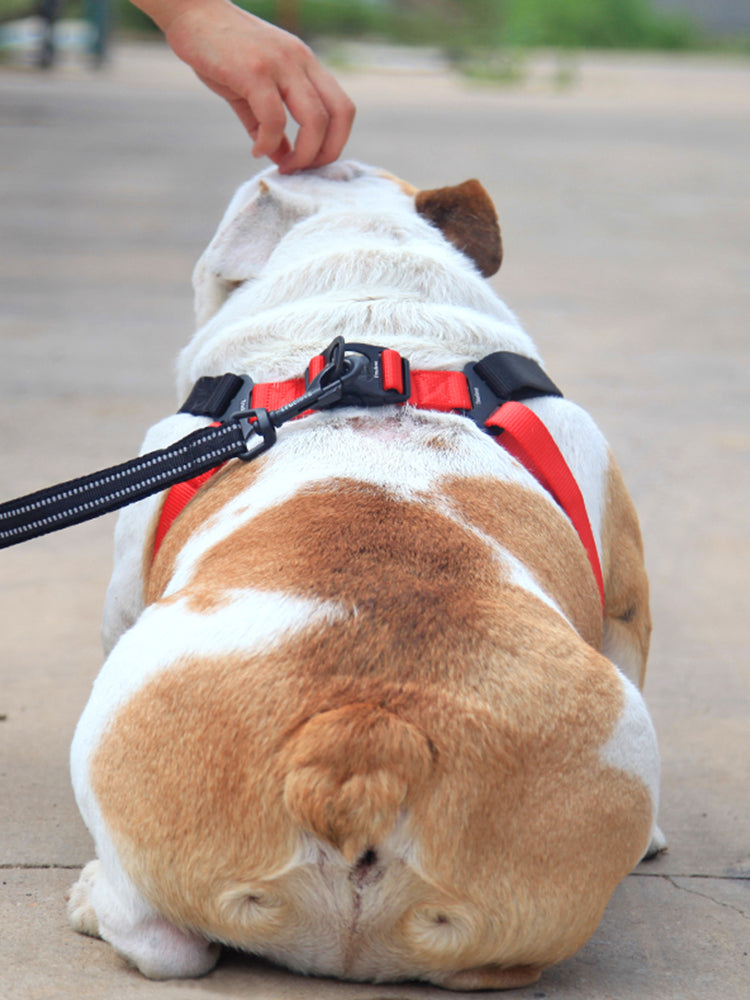 Dog Harness