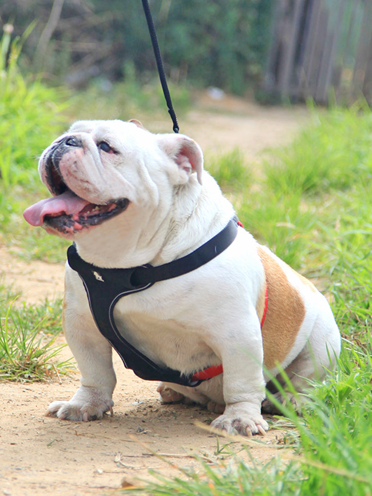 Dog Harness
