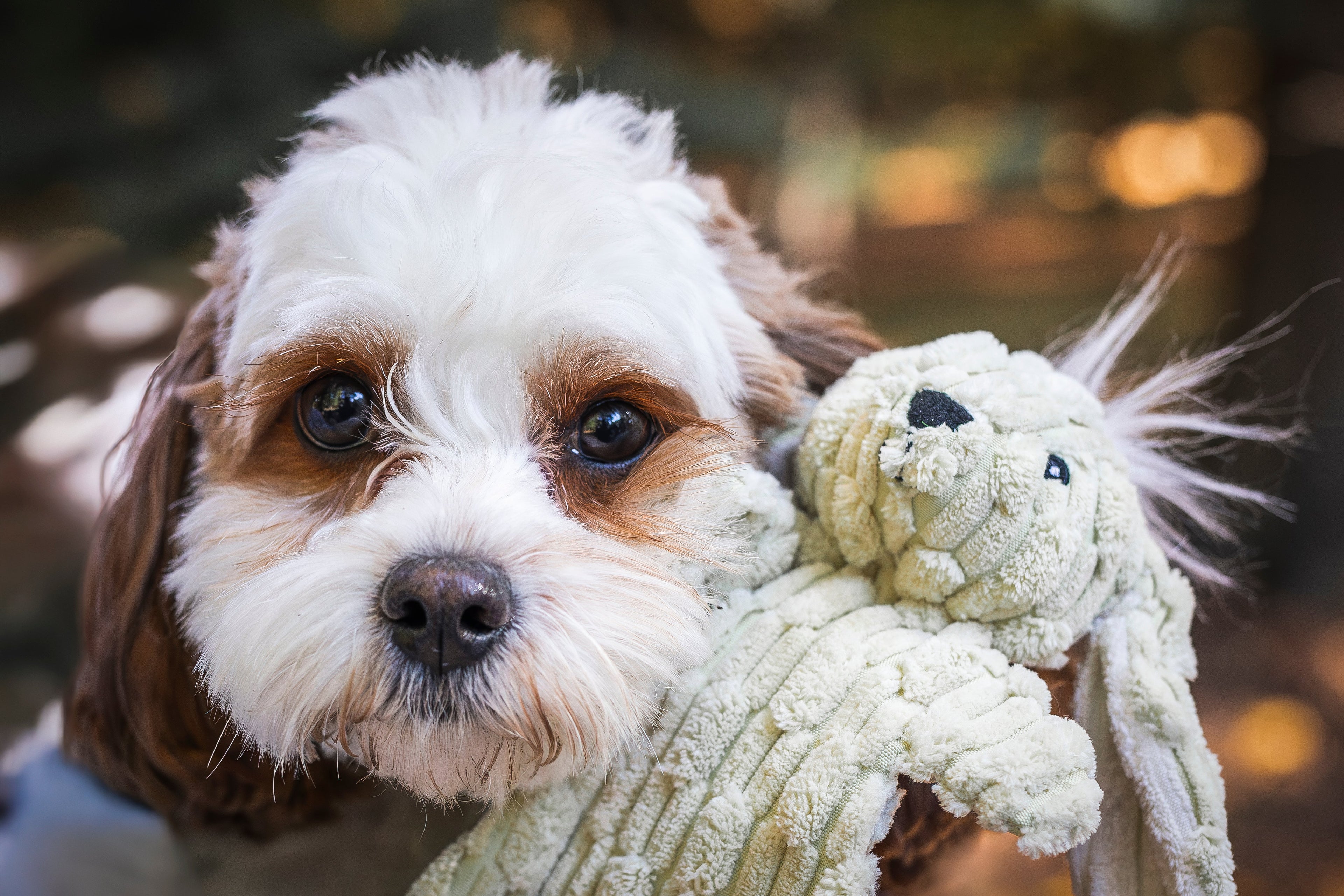 Assorted Durable Plush Dog Toys (3pk)