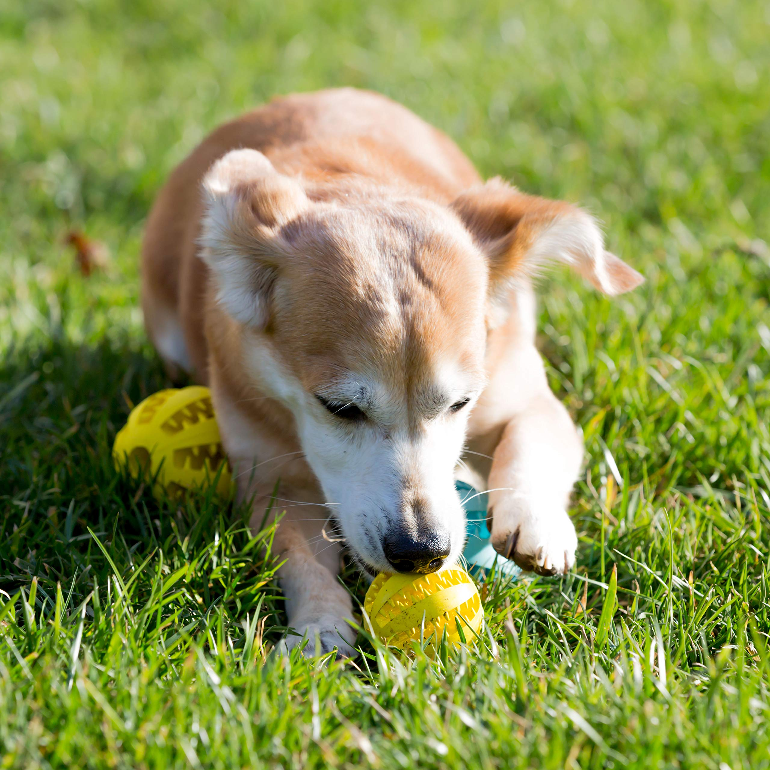 2.5” Squeaky Interactive Dog Balls for Puppy Teething