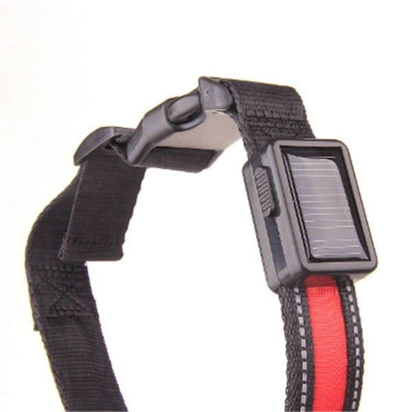 Fluorescent Dog Safety Collar