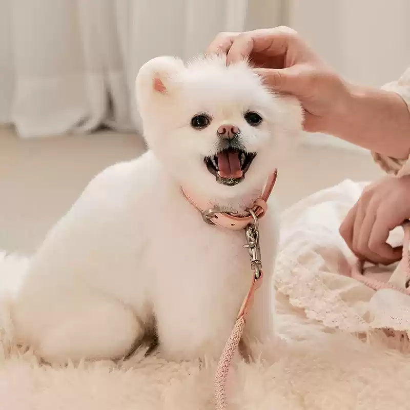 Dog Collar & Leash Collar