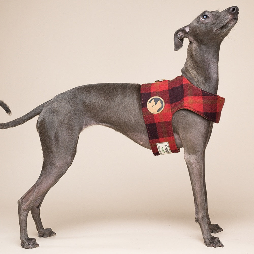 Dog Harness