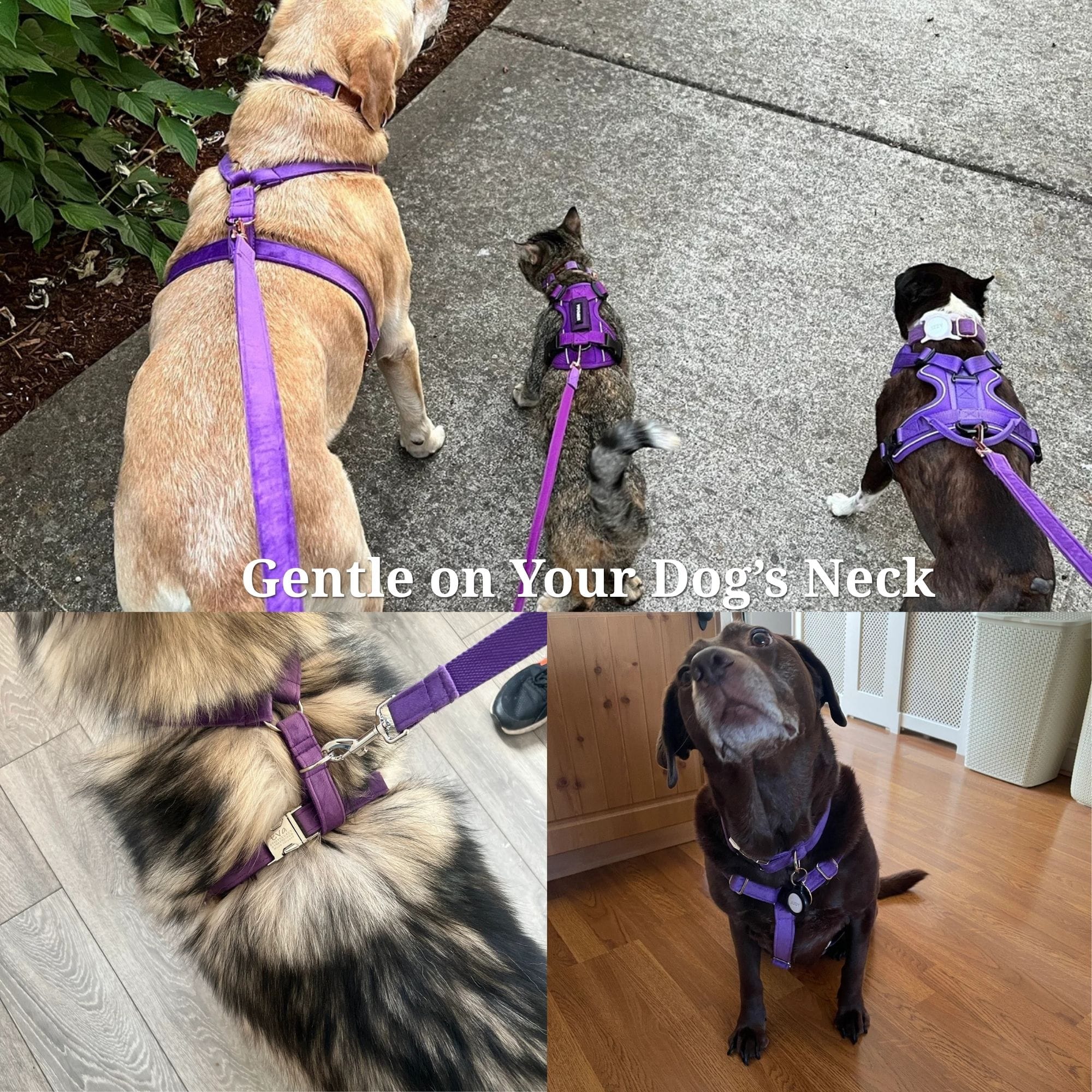 Velvet Purple Harness Set