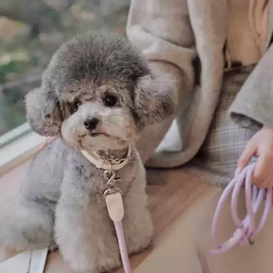 Dog Collar & Leash Collar