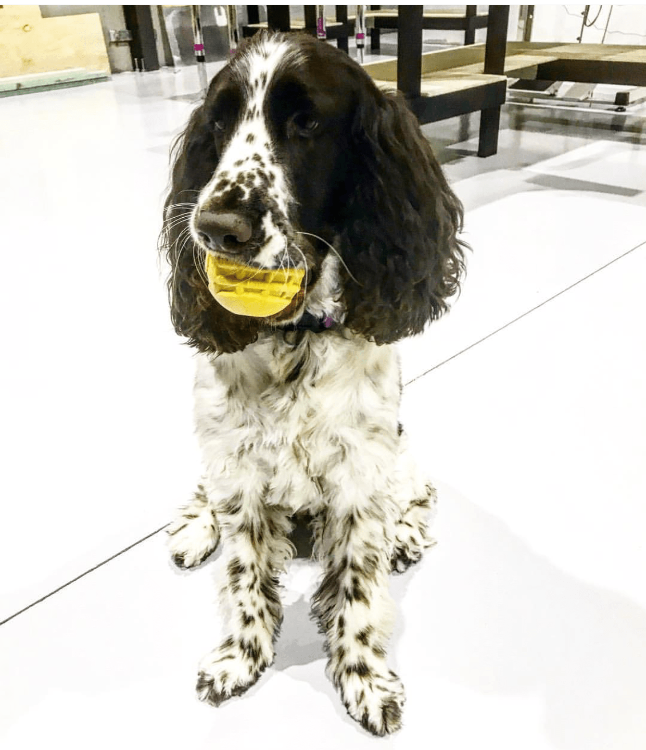 Rubber Chew Toy for Heavy Chewers | Yellow | USA Made | SodaPup