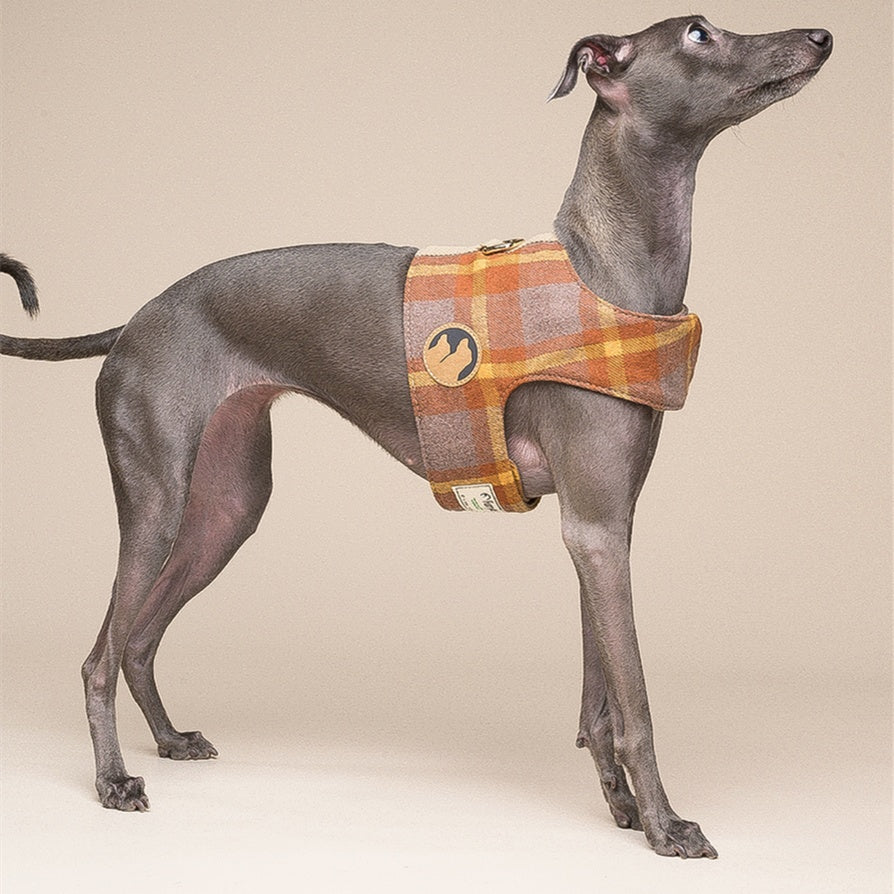 Dog Harness