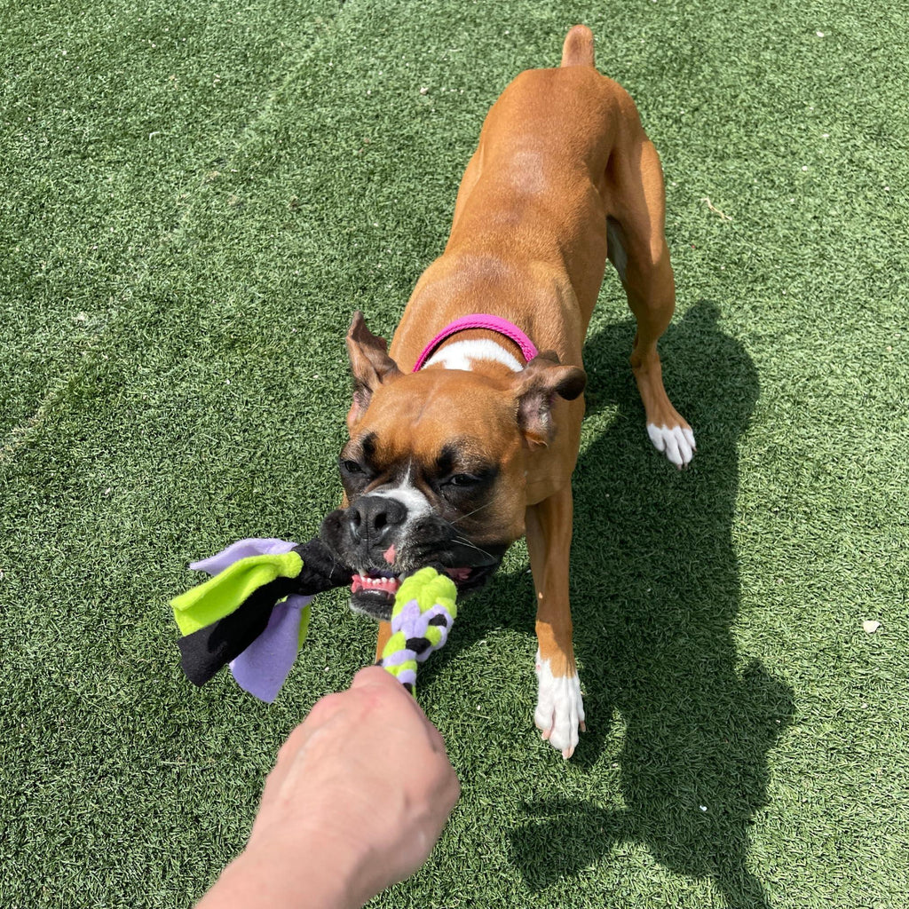 Interactive Tug & Treat-Dispenser Toy for Dogs