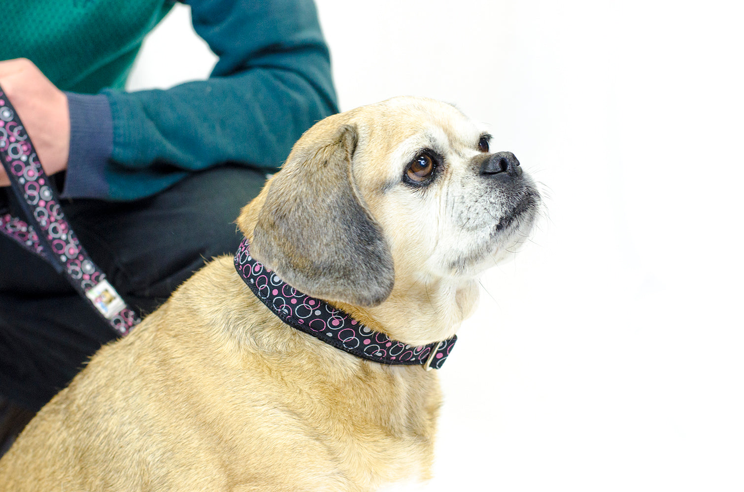 Padded Adjustable Patterned Dog Collar