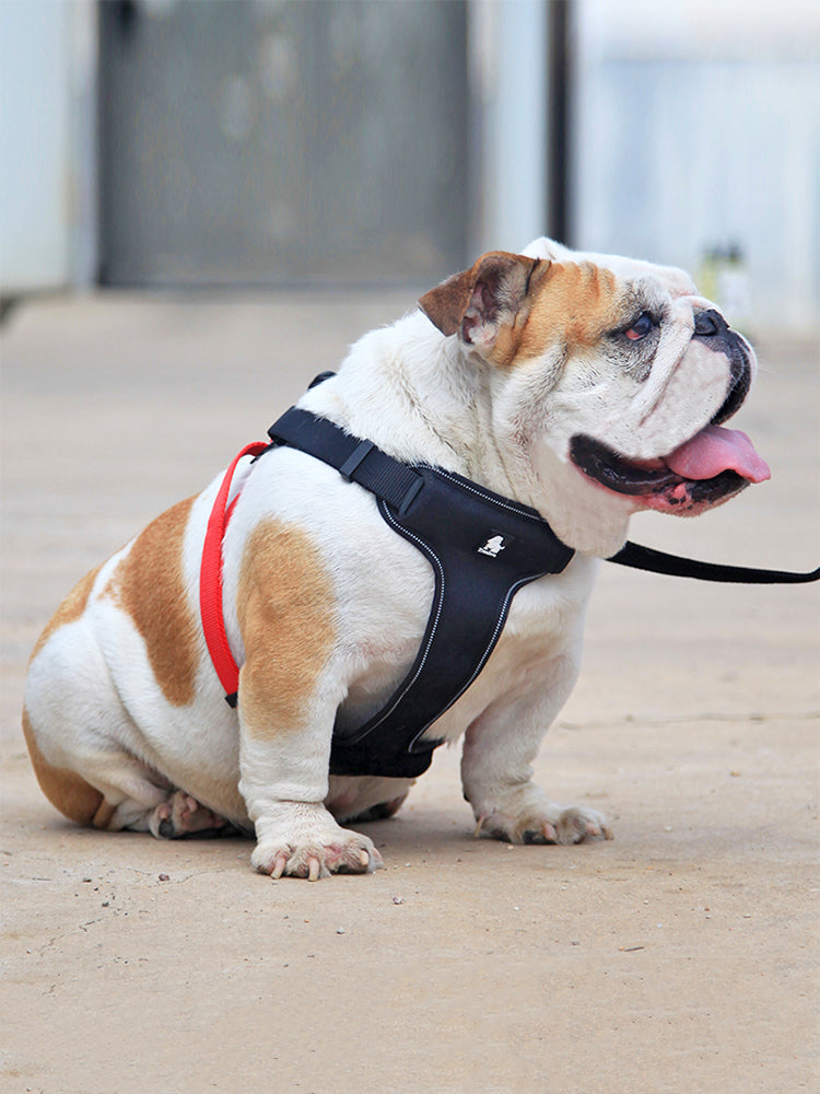 Dog Harness