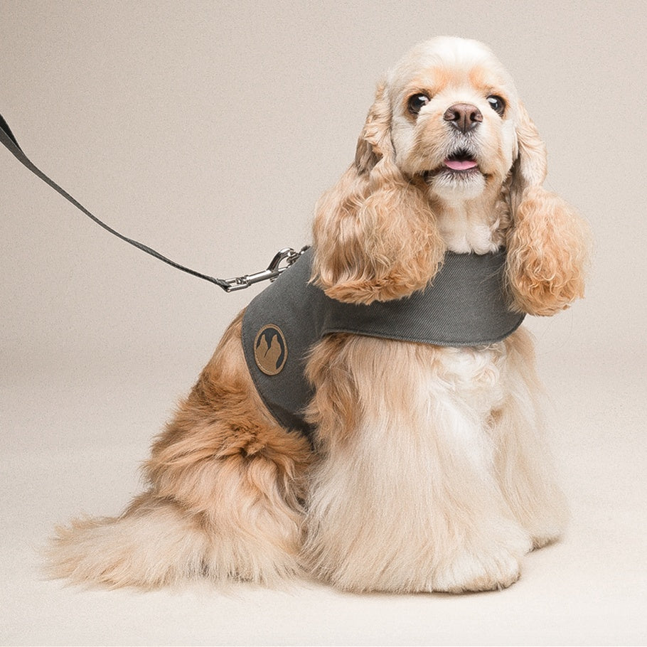 Dog Harness