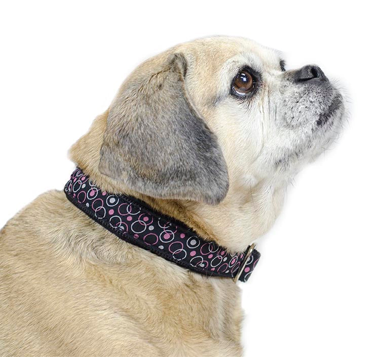 Padded Adjustable Patterned Dog Collar