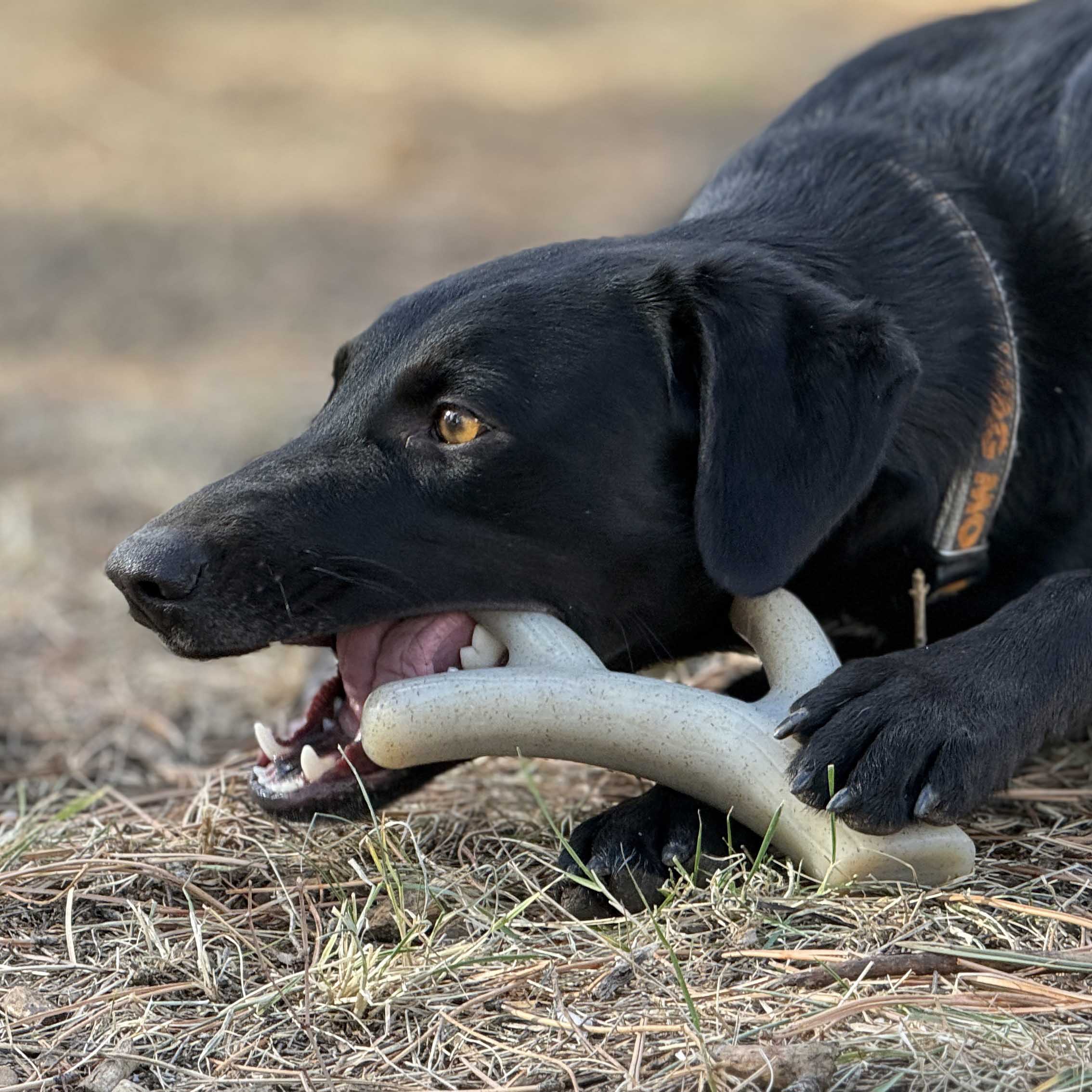Ever Antler Nylon Chew Bone | Elk Antler Shaped Dog Toy for Aggressive Chewers