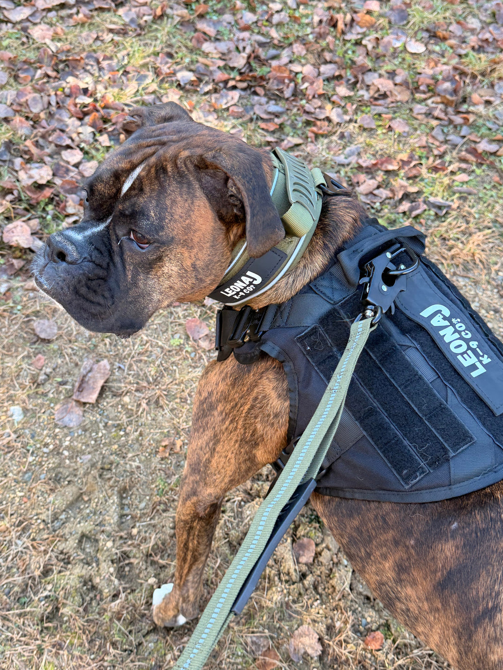 Heavy Duty 2.6 Dog Collar