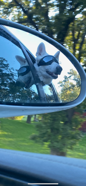 "Doggles" Dog Goggles Sunglasses