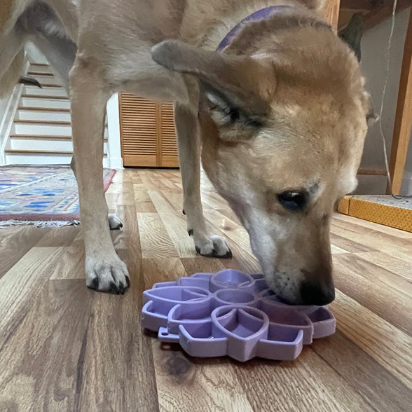 Mandala Slow Feeder Dog Bowl with Suction Cups