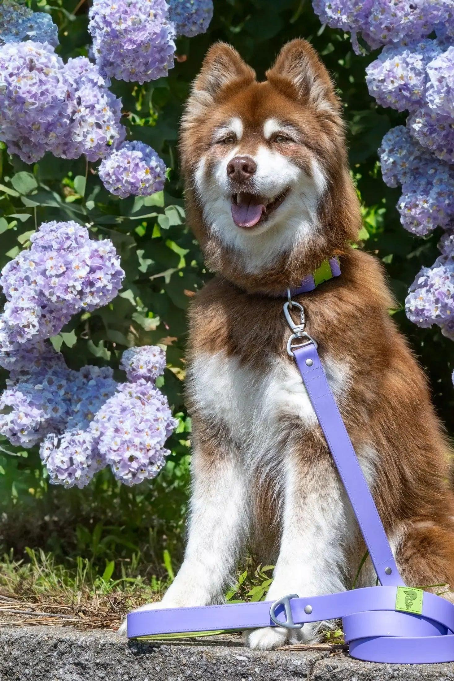 Waterproof Dog Collar