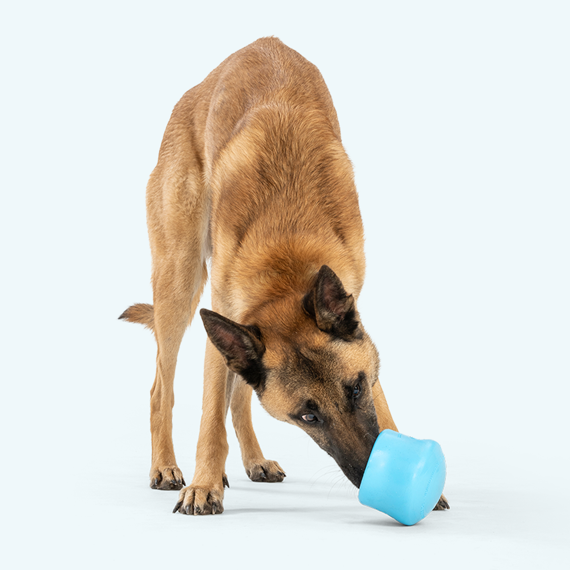 Puzzle and Treat Toy