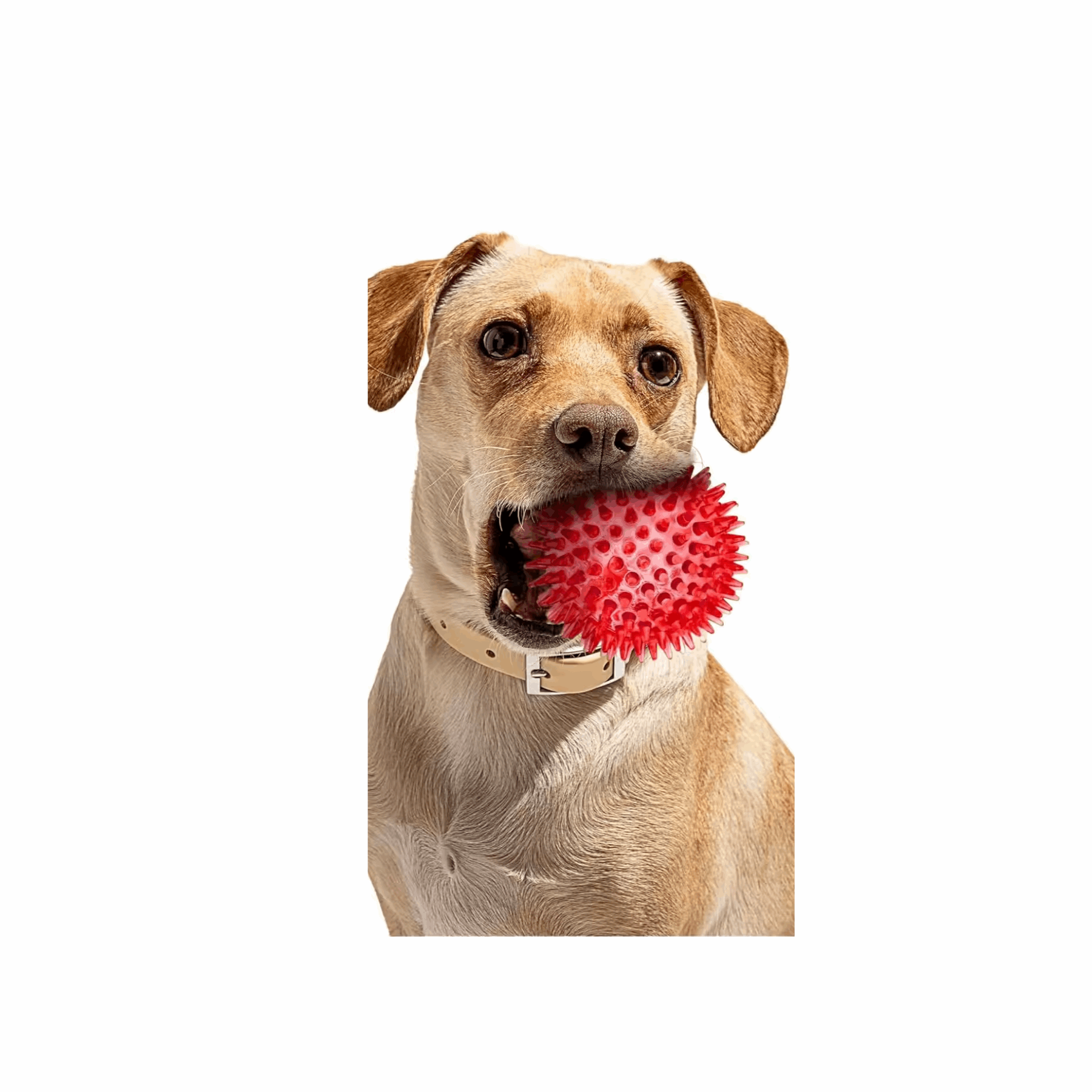 2.5” Squeaky Interactive Dog Balls for Puppy Teething