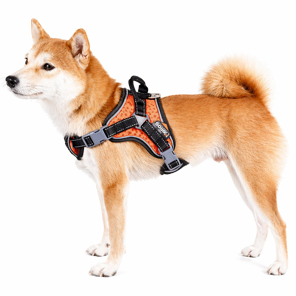'Scorpion' Sporty High-Performance Free-Range Dog Harness