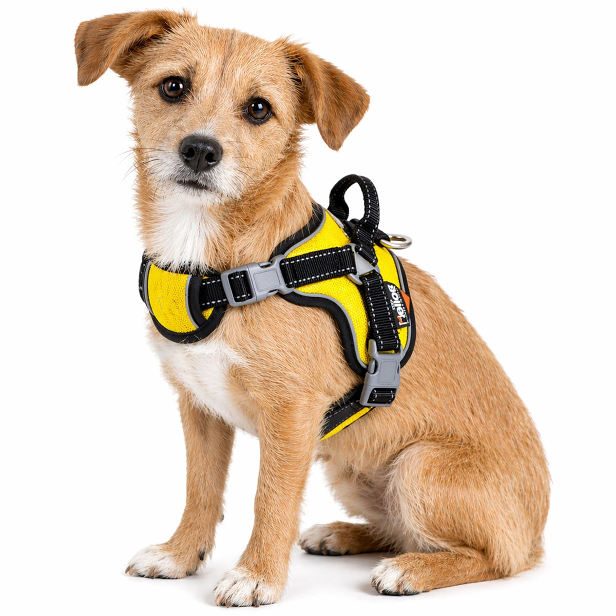 'Scorpion' Sporty High-Performance Free-Range Dog Harness