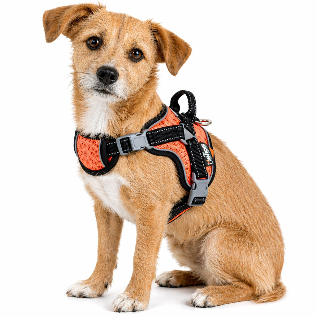 'Scorpion' Sporty High-Performance Free-Range Dog Harness