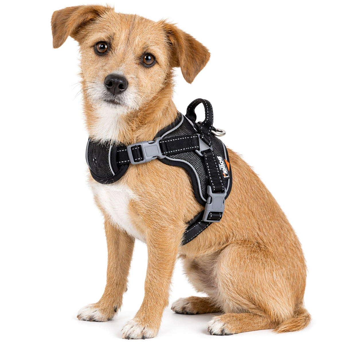 'Scorpion' Sporty High-Performance Free-Range Dog Harness