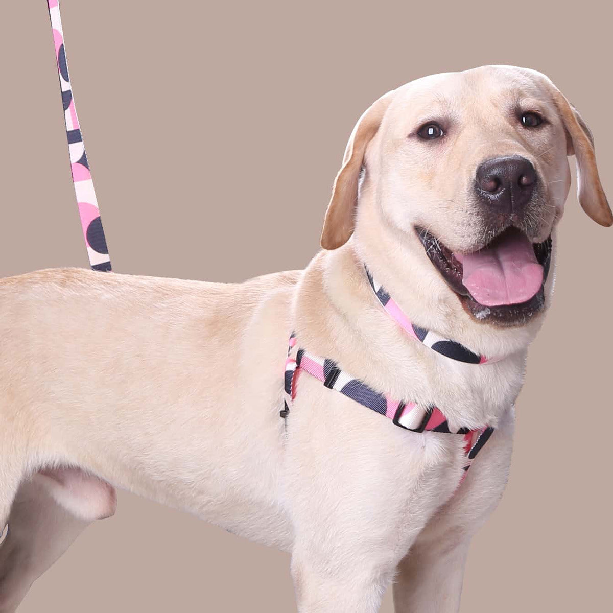 Hand Holding Rope, Leash, Collar Three-piece Set
