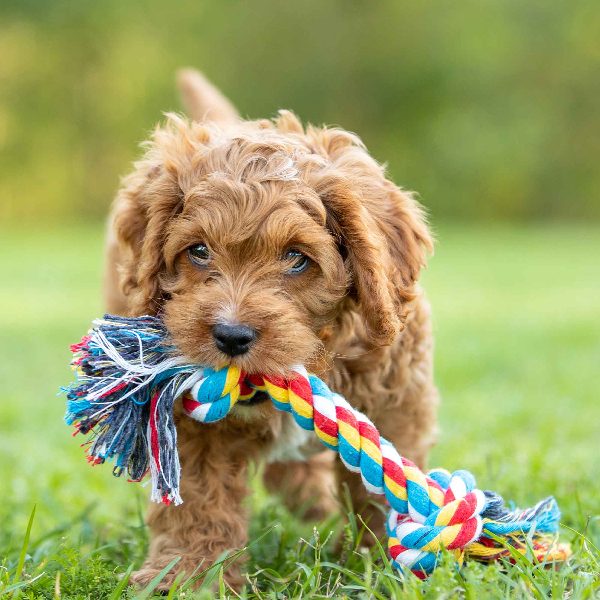 Multi-Colored Braided Rope Bone Tug Toy for Dogs