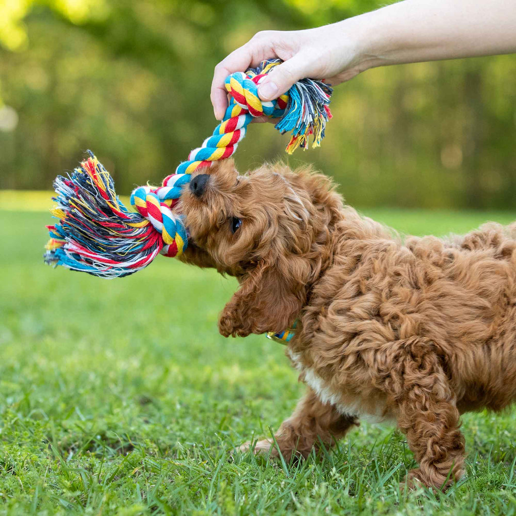 Multi-Colored Braided Rope Bone Tug Toy for Dogs