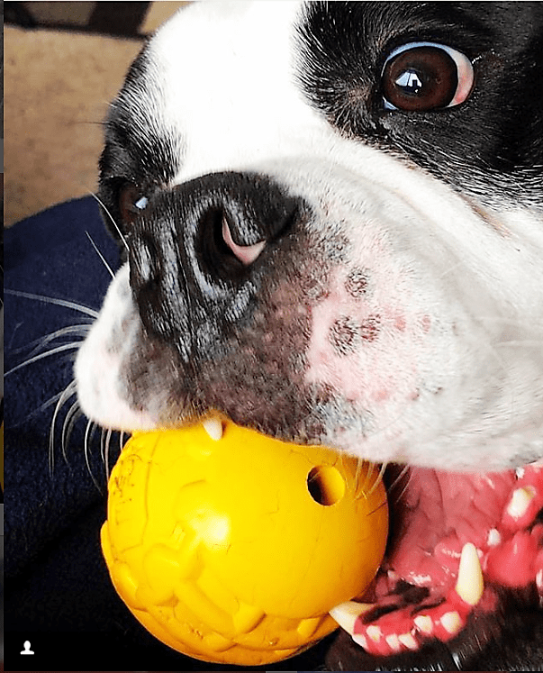 Rubber Chew Toy for Heavy Chewers | Yellow | USA Made | SodaPup