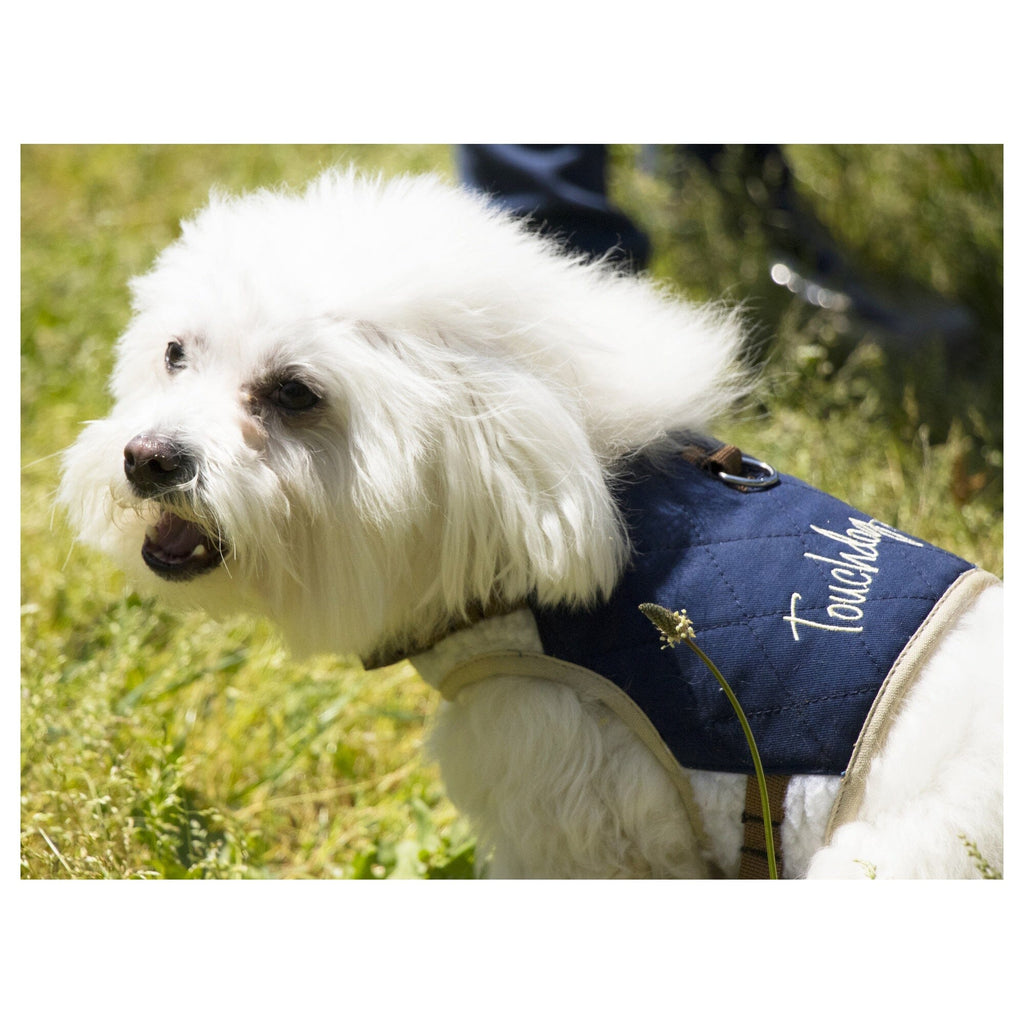 'Tough-Boutique' 2-in-1 Adjustable Fashion Dog Harness and Leash