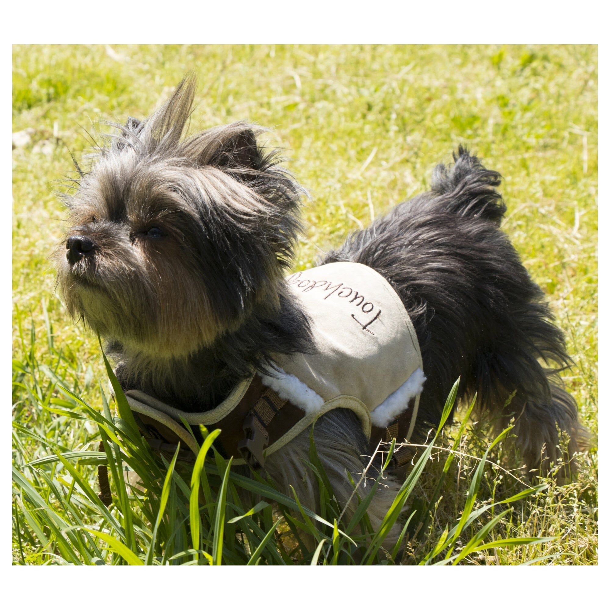 'Tough-Boutique' 2-in-1 Adjustable Fashion Dog Harness and Leash